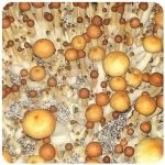 Псилоцибиновые (галлюциногенные)  грибы Psilocybin "Golden Teacher" в Боре